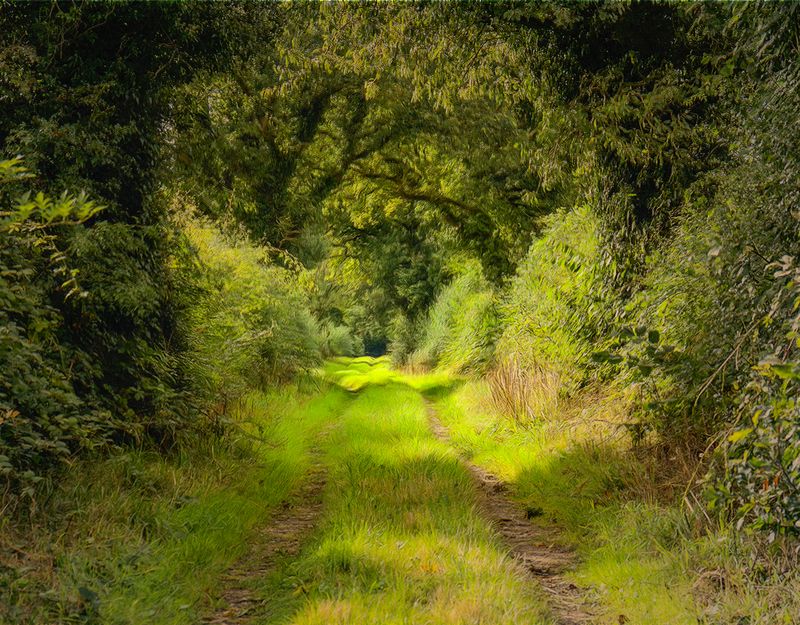 A walk on the wild side.jpg