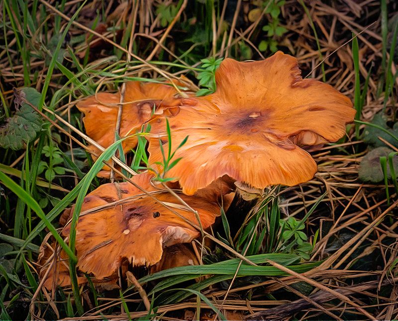 Fungus.jpg
