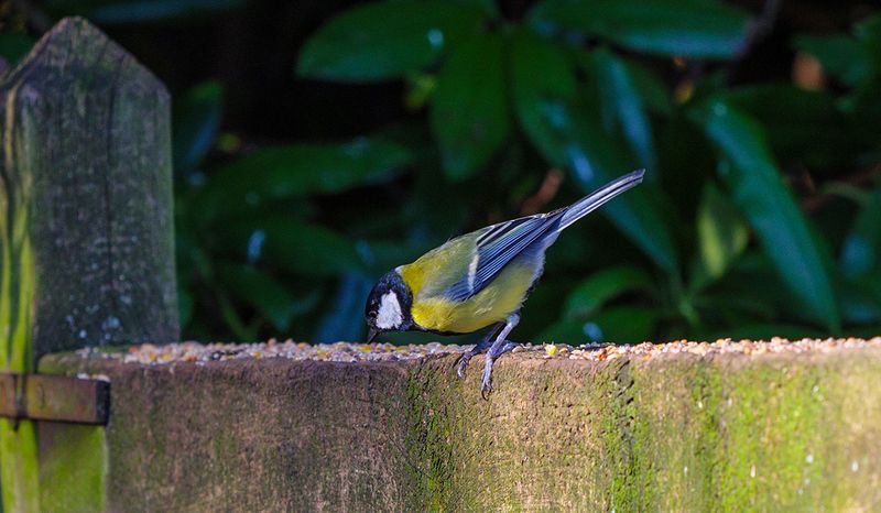 hanging on to the fence while feeding.jpg