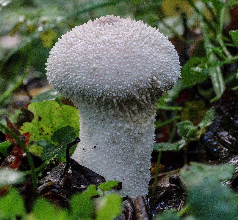 Puffball..jpg