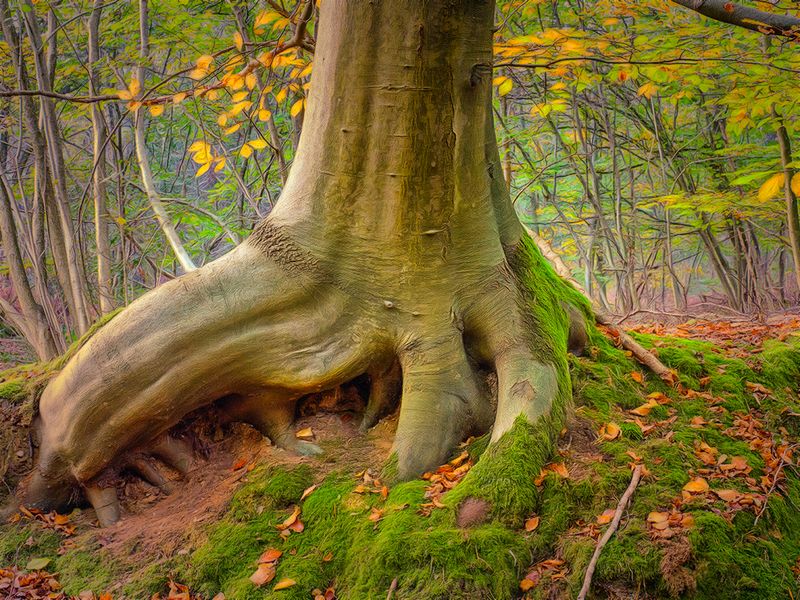 The Perfect Squirrel Hide Out..jpg