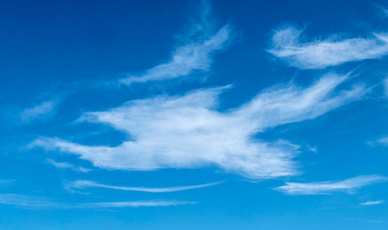 A big bird in the sky.jpg