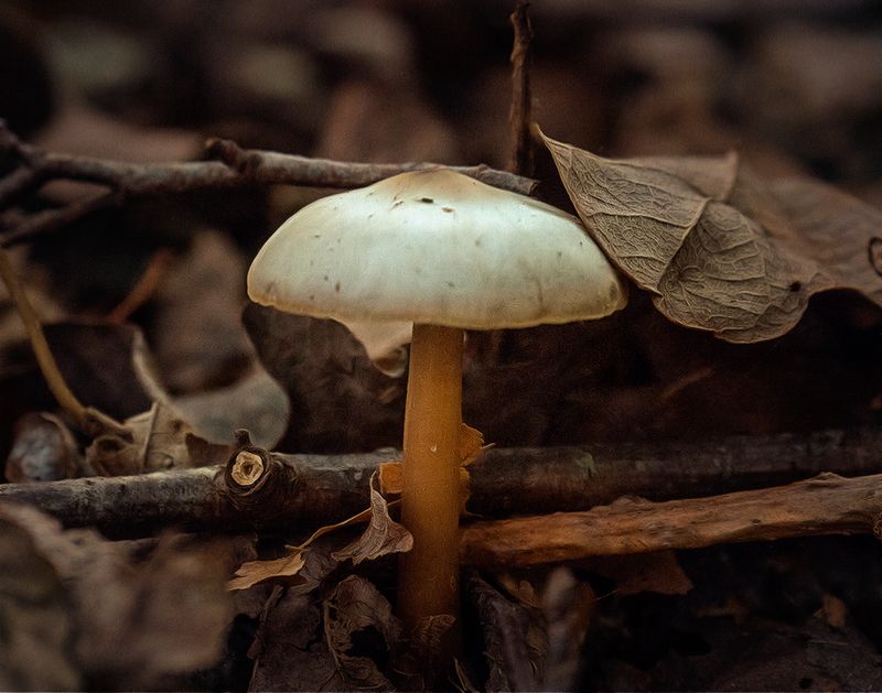 Fungus 1.jpg