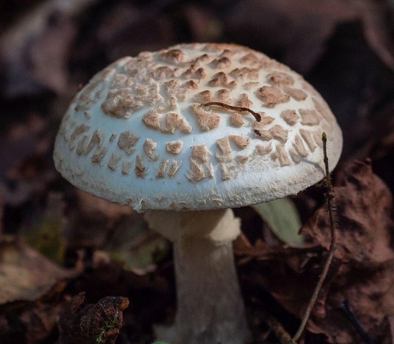 Fungus 2.jpg