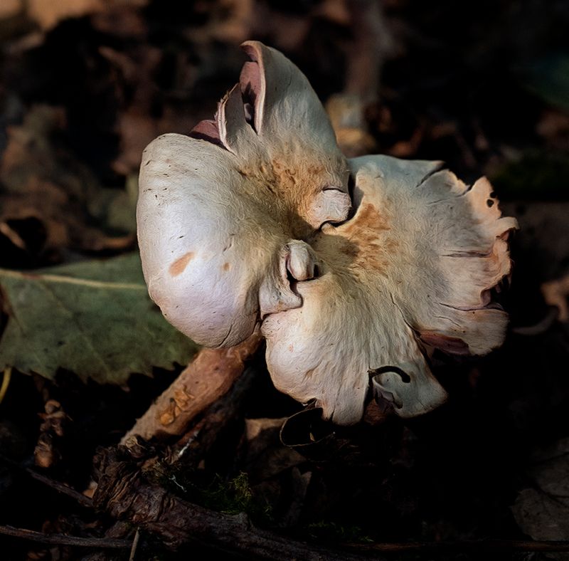 Fungus 4.jpg