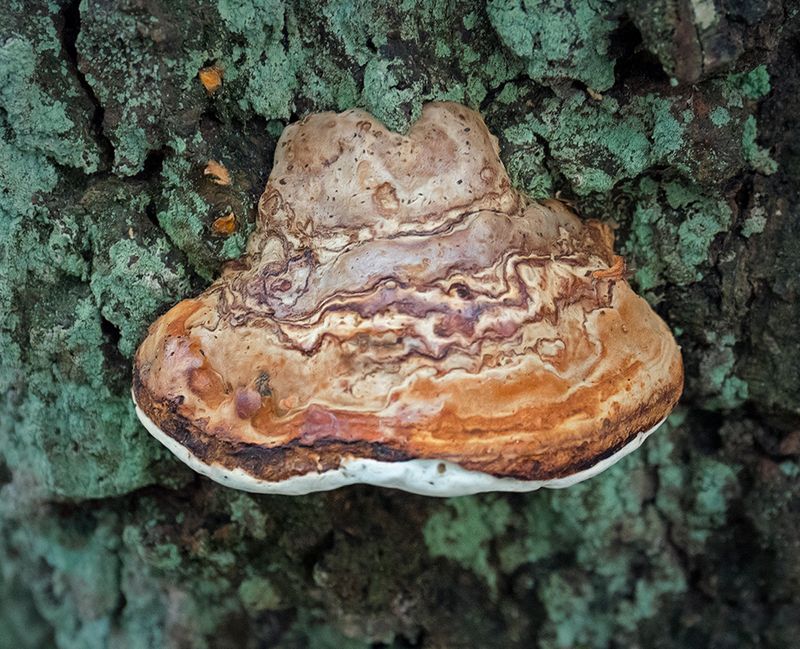 Fungus 5.jpg