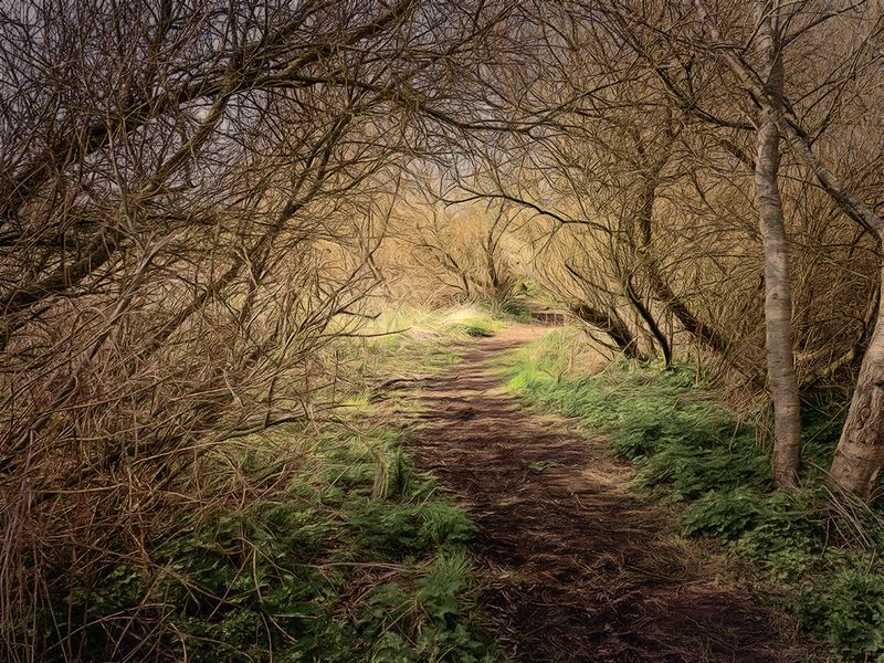 The Path..jpg