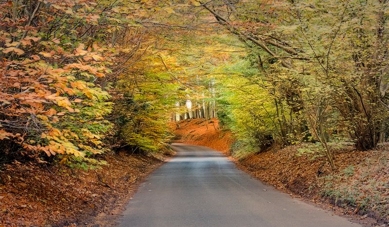Autumn Drive..jpg
