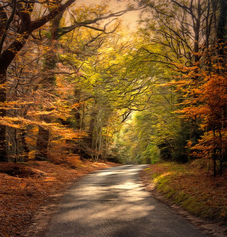 Autumn Forest.jpg