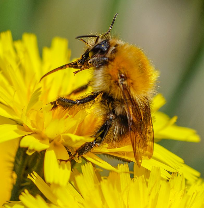 Drunk on Nectar.jpg