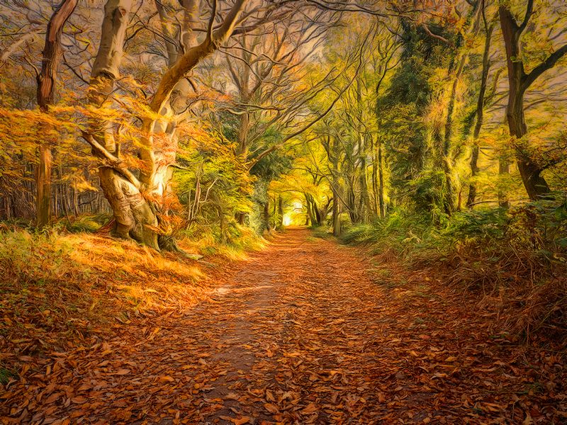 Sunny Autumn walk.jpg