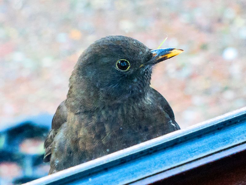 Tapping on the window for food..jpg