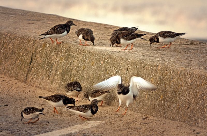 The birds, The Birds.jpg