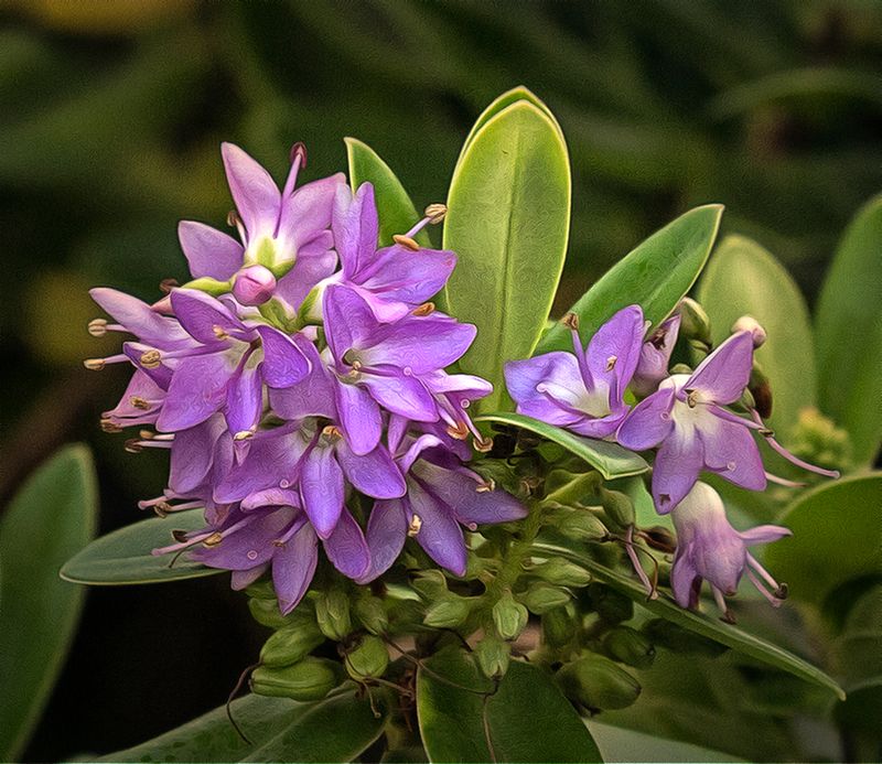 A Christmas Bloom..jpg