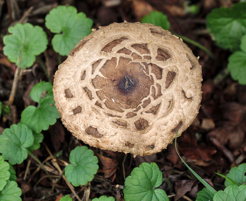 fungus (wet knees).jpg