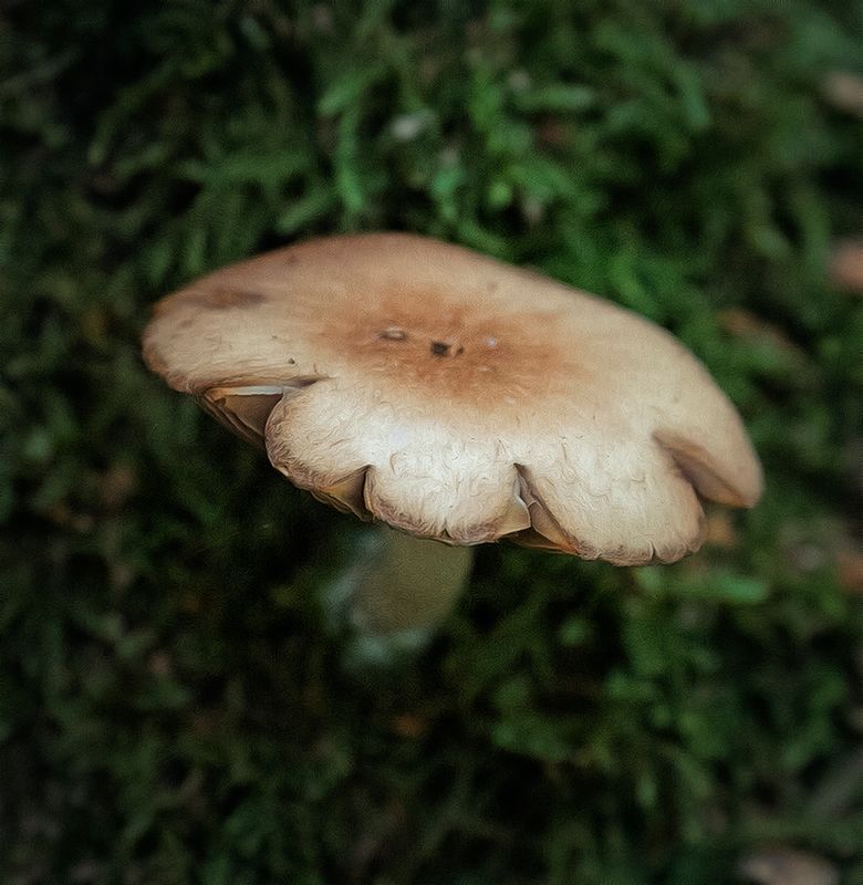 Fungus wet.jpg