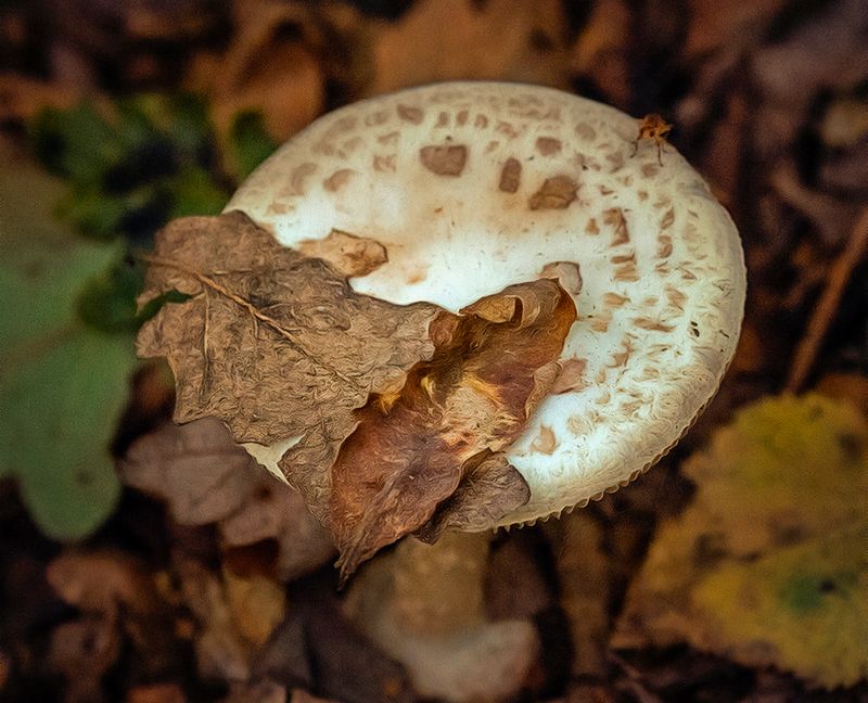 Fungus with fly.jpg