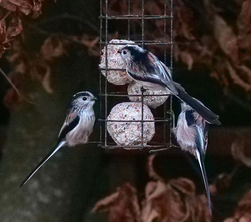 Long Tailed Tits.jpg
