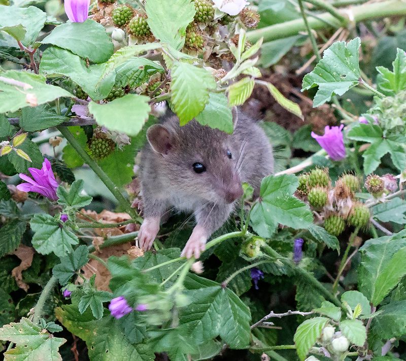 Mr Rat breaks cover..jpg