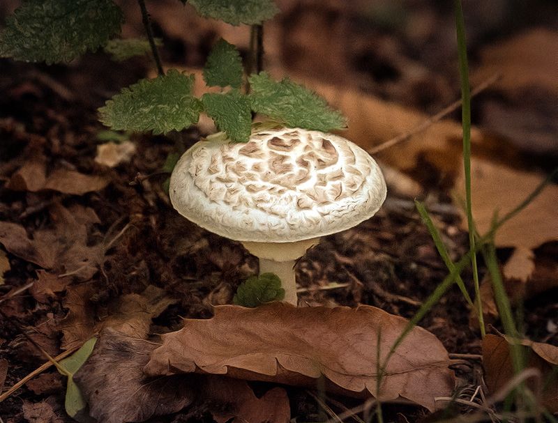 Pretty fungus.jpg