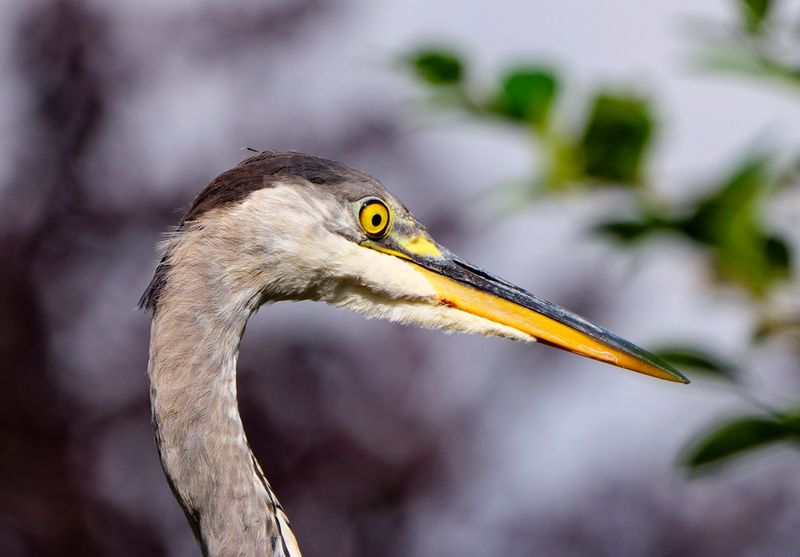 The Heron.jpg