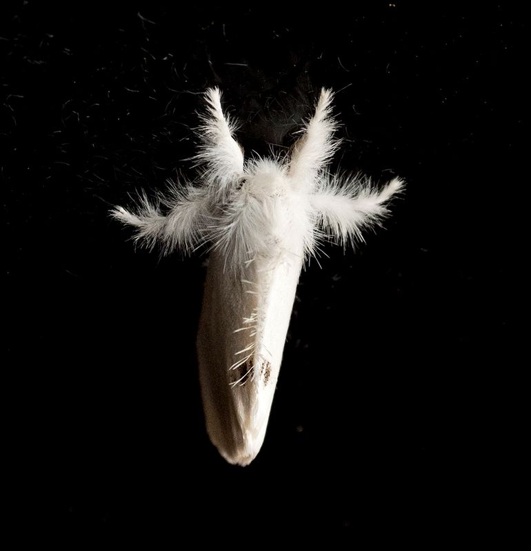 The Moth.jpg