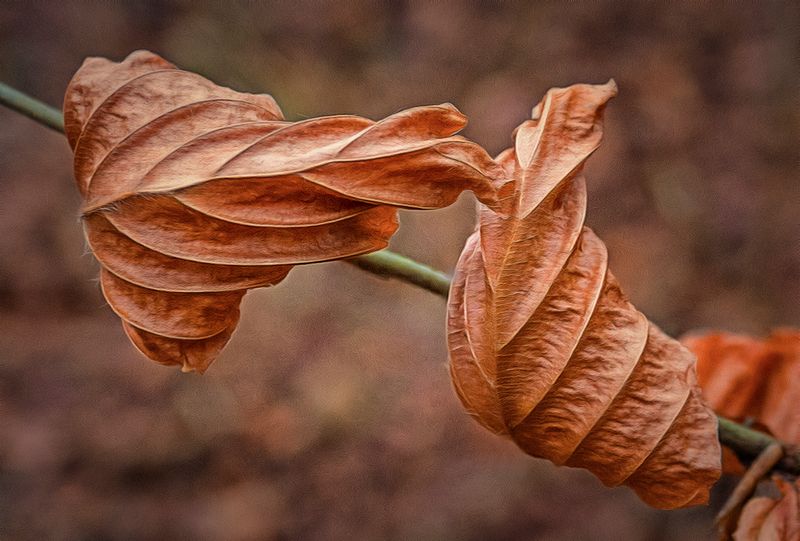 TwoWinter Leaves Kissing.jpg