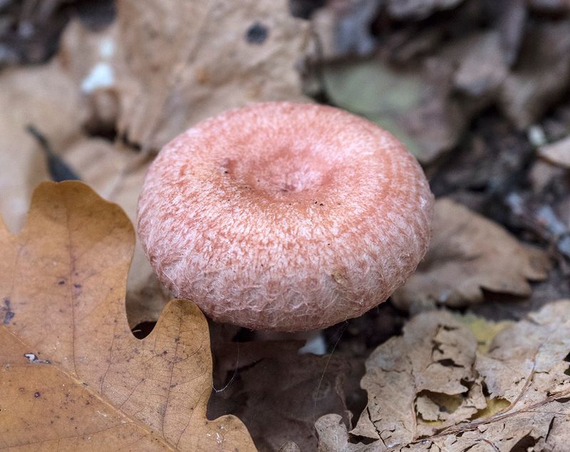unusual fugus.jpg