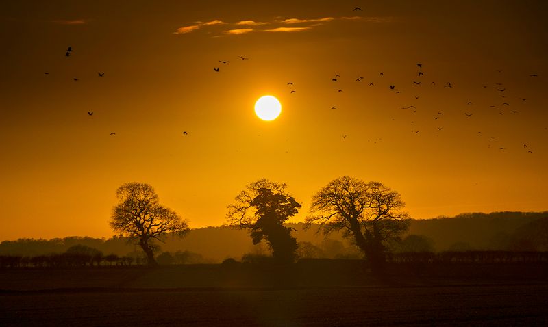 At the end of the day flying home to roost..jpg