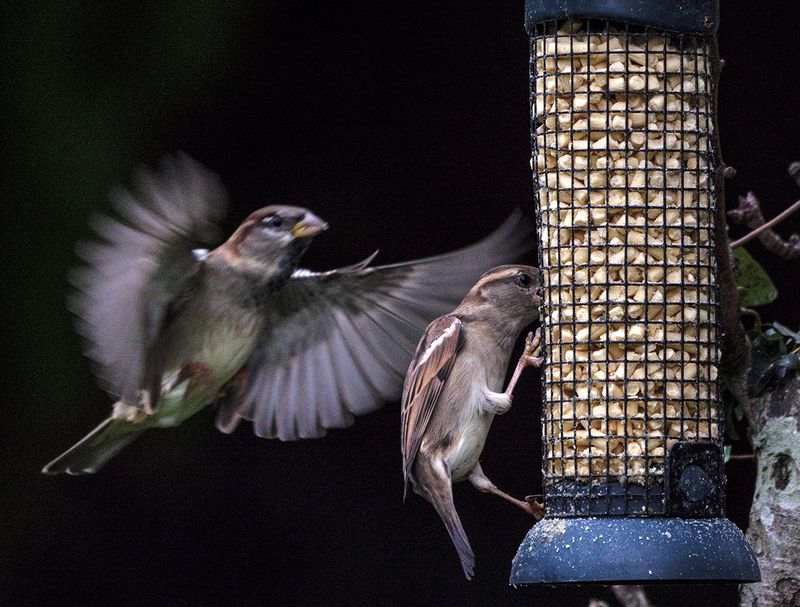 coming in to land.jpg