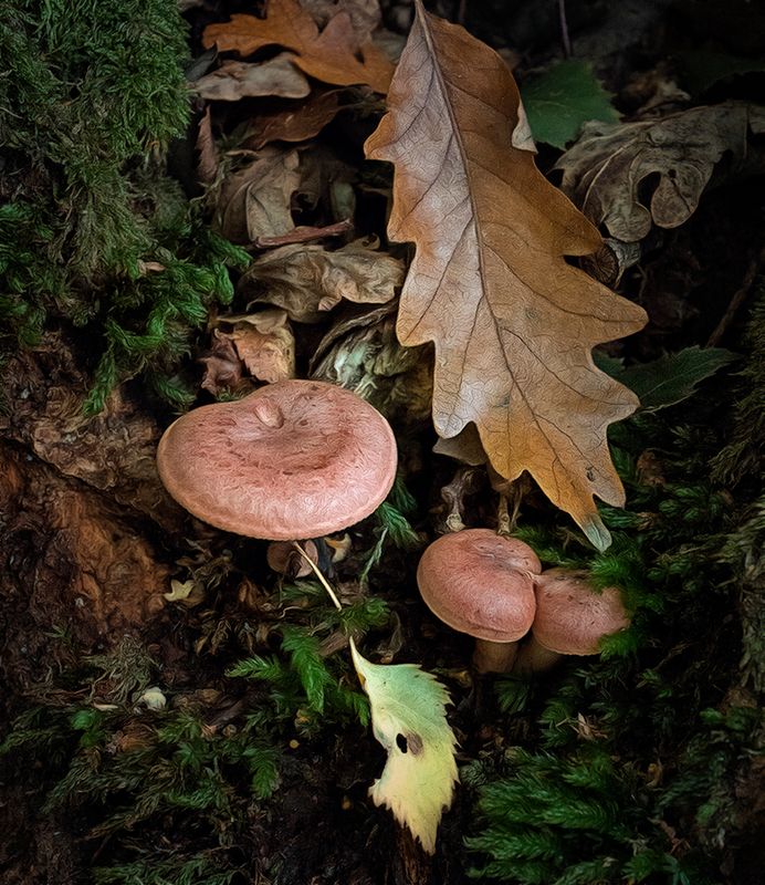 fungus with oak leaf.jpg