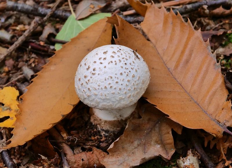Puffball (division of Basidiomycota).jpg