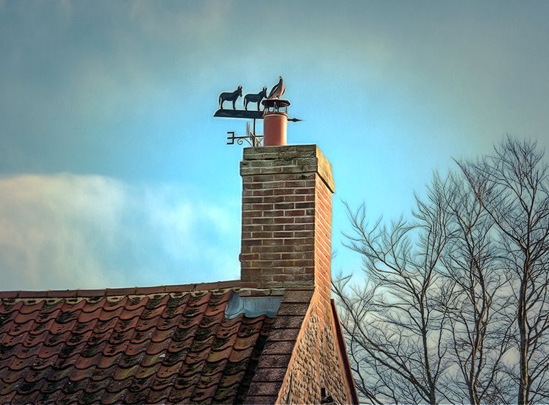 The Pidgeon Warming the Feet..jpg