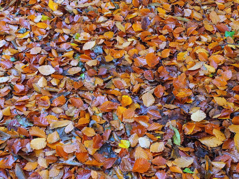 Autumn Carpet.jpg