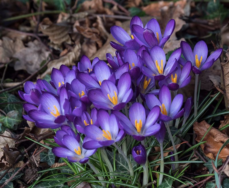 Early Spring.jpg