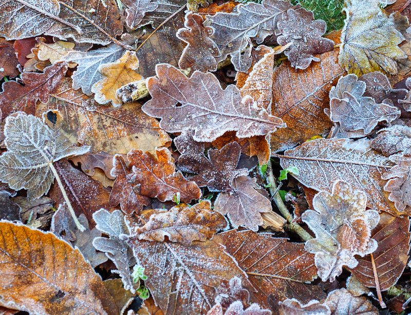 Frozen Carpet.jpg