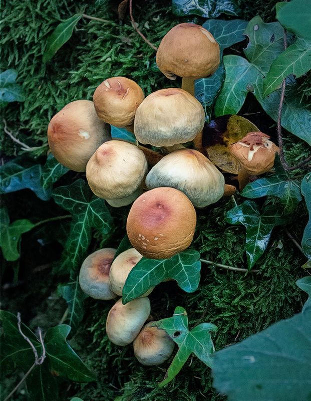 Mixed Fungus.jpg