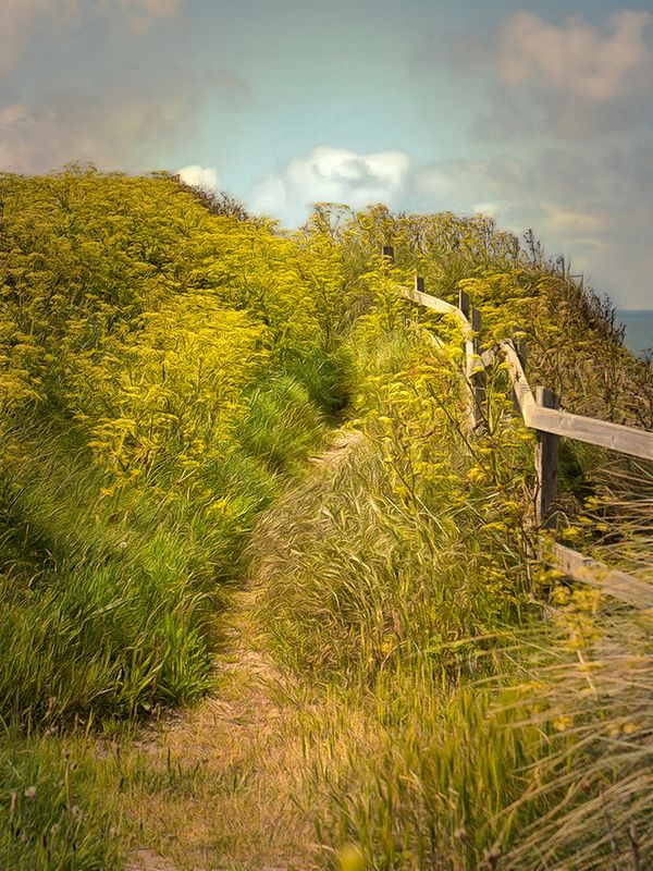 The Forgotten Path..jpg
