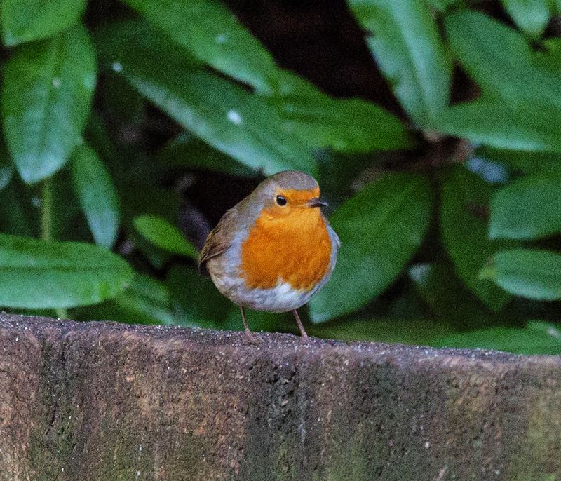 The Red Red Robin comes Bob Bob Bobbing Along.jpg