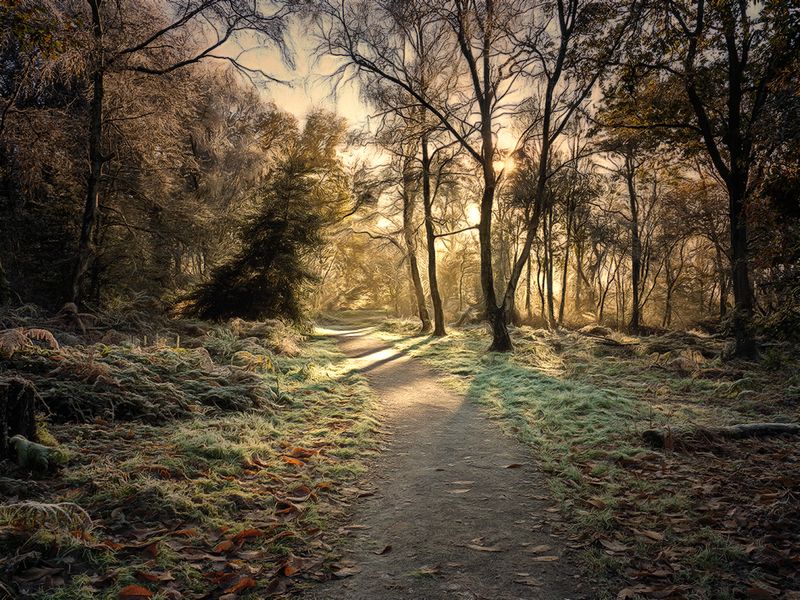 The Winter Path..jpg