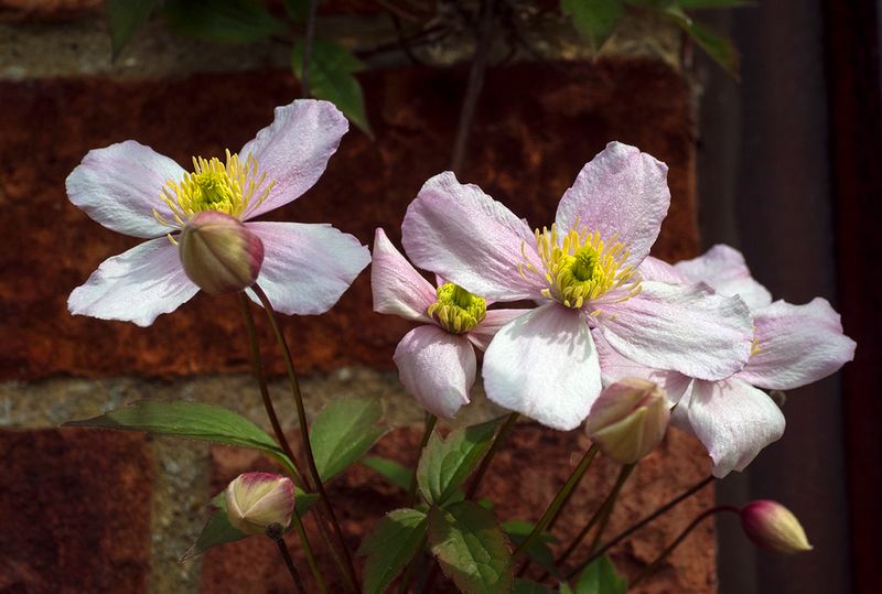 Clematis.jpg