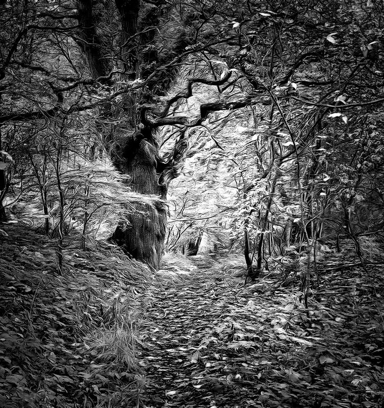 The old tree in infrared.jpg
