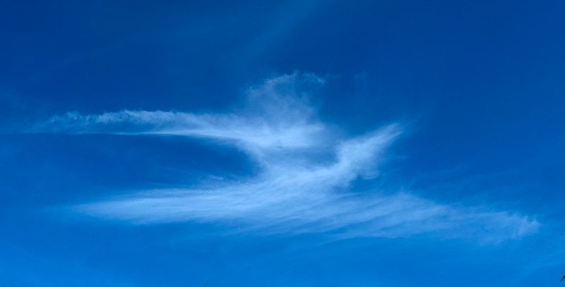 The Spirit of a Heron in the Sky..jpg