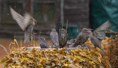 a make room indian summer.jpg