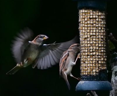 a sparrow flying.jpg