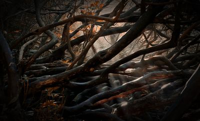 a fallen branches.jpg