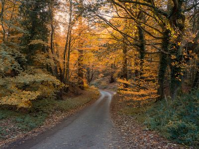 a felthorpe autumn.jpg