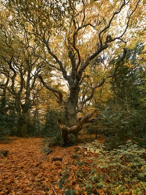 a haunted tree.jpg