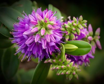 a winter bloom..jpg