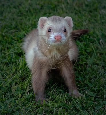 a ferret.jpg
